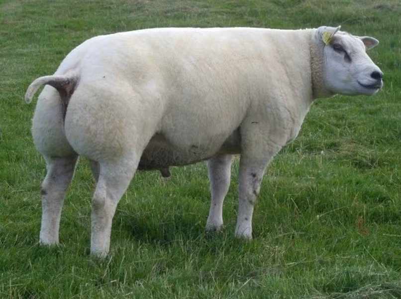 Cừu Beltex có khối lượng cơ bắp lớn khác thường, cực kỳ đáng nể so với những người anh em của mình, trông khá nặng nề và nếu đang lúi húi ăn cỏ, rất nhiều người sẽ nhầm tưởng chúng là những con lợn.