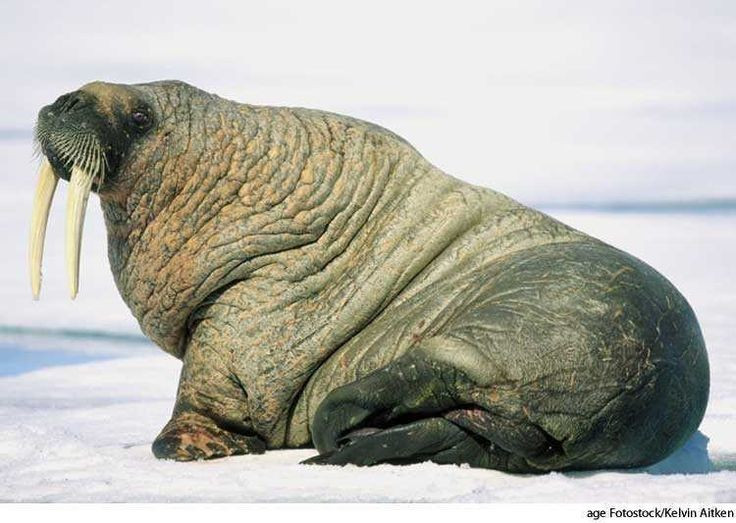  Da hải mã dày và rất nhăn nheo. Lớp da dày, thô ráp giúp bảo vệ cơ thể khỏi băng sắc và các va chạm, đồng thời làm giảm mất nhiệt khi nằm trên băng. Ảnh: Pinterest.