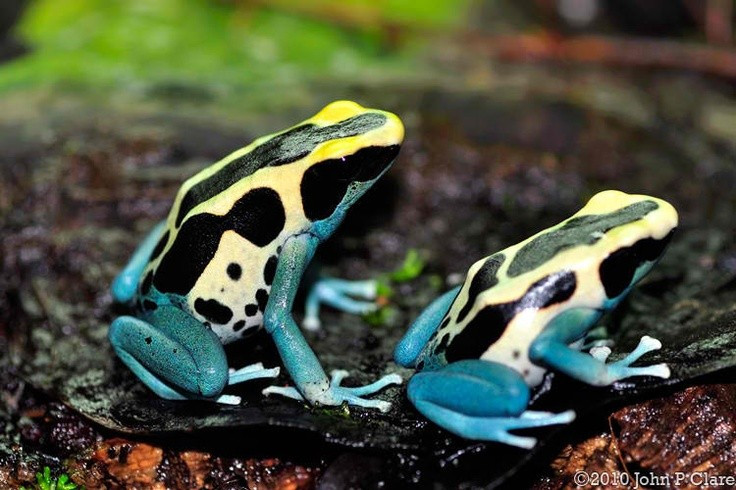  Sở hữu độc tố mạnh trên da. Da của ếch độc nhuộm tiết ra độc tố có khả năng gây tê liệt hoặc tử vong đối với động vật nhỏ. Ảnh: Pinterest.