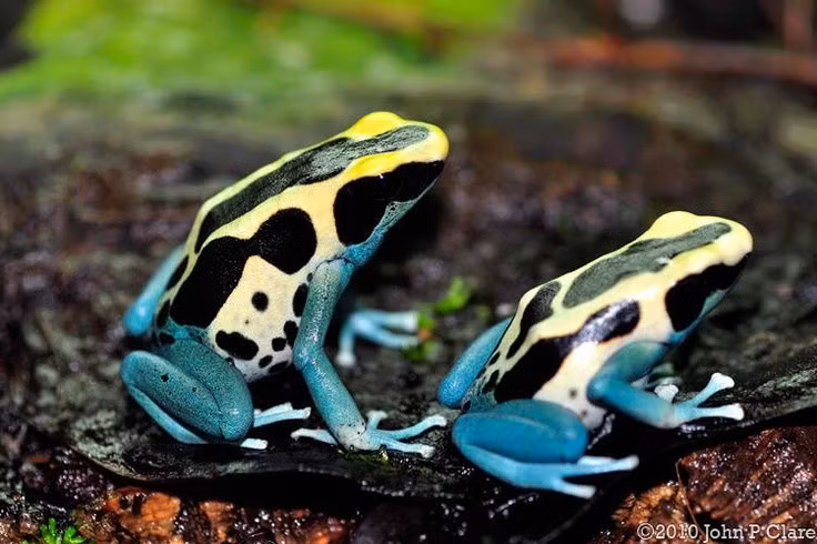  Sở hữu độc tố mạnh trên da. Da của ếch độc nhuộm tiết ra độc tố có khả năng gây tê liệt hoặc tử vong đối với động vật nhỏ. Ảnh: Pinterest.