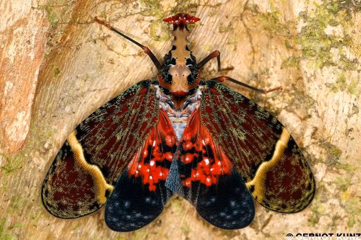  Có khả năng bay nhanh và bất ngờ. Khi bị đe dọa, ve sầu đầu rồng bật bay cực nhanh, khiến kẻ thù khó bắt kịp. Ảnh: Pinterest.