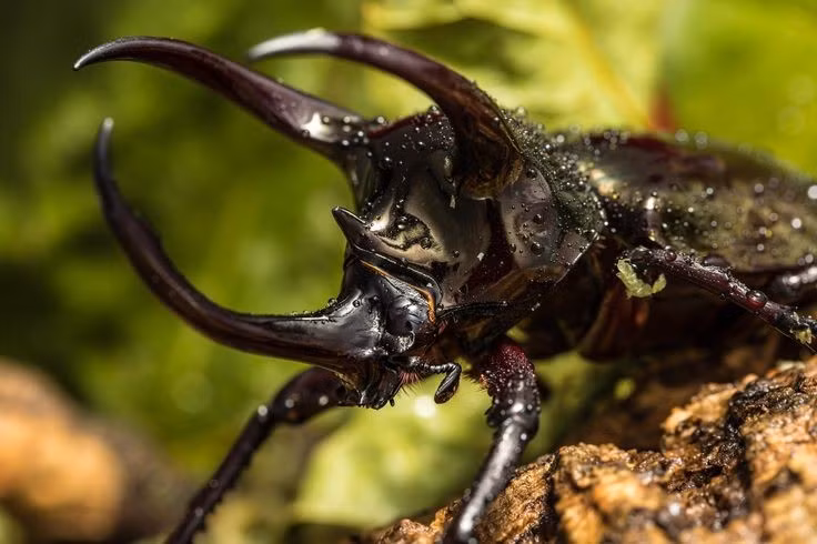  7. Thời gian sống trưởng thành khá ngắn. Dù giai đoạn ấu trùng có thể kéo dài đến một năm, bọ hung trưởng thành chỉ sống vài tháng, chủ yếu để giao phối và đẻ trứng. Ảnh: Pinterest.