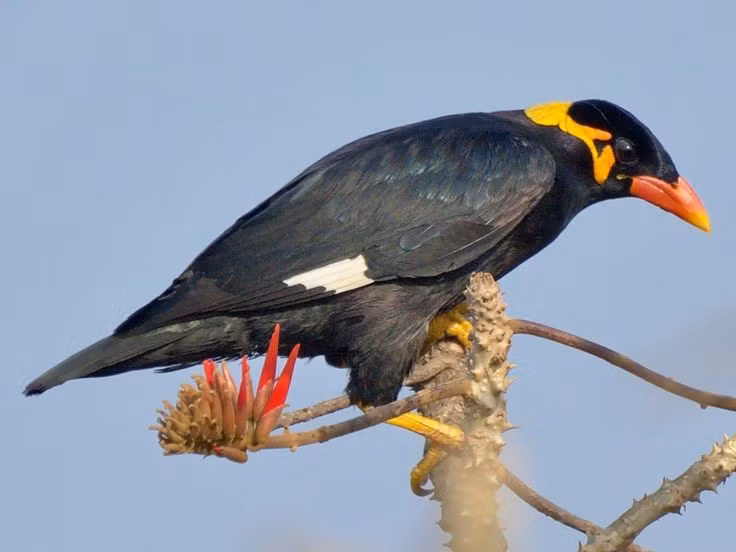  7. Thích sống theo cặp hoặc theo nhóm nhỏ. Chim yểng thường sống theo cặp vợ chồng hoặc nhóm gia đình nhỏ, rất trung thành với bạn đời và có tập tính bảo vệ lãnh thổ cao. Ảnh: Pinterest.