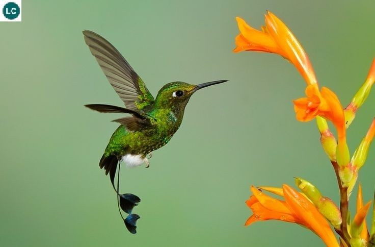  Là những loài chim nhỏ nhất thế giới. Nhiều loài chim ruồi chỉ dài 5–7 cm và nặng chưa đến 2 gram - bằng một nửa thìa cà phê muối, trong đó chim ruồi ong ở Cuba được xem là loài chim nhỏ nhất hành tinh. Ảnh: Pinterest.