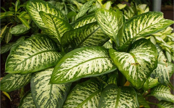  Nhựa cây có độc tính. Nhựa cây môn trường sinh chứa calcium oxalate, có thể gây bỏng rát miệng và họng nếu nhai phải, nên cần tránh xa trẻ em và thú nuôi. Ảnh: Pinterest.