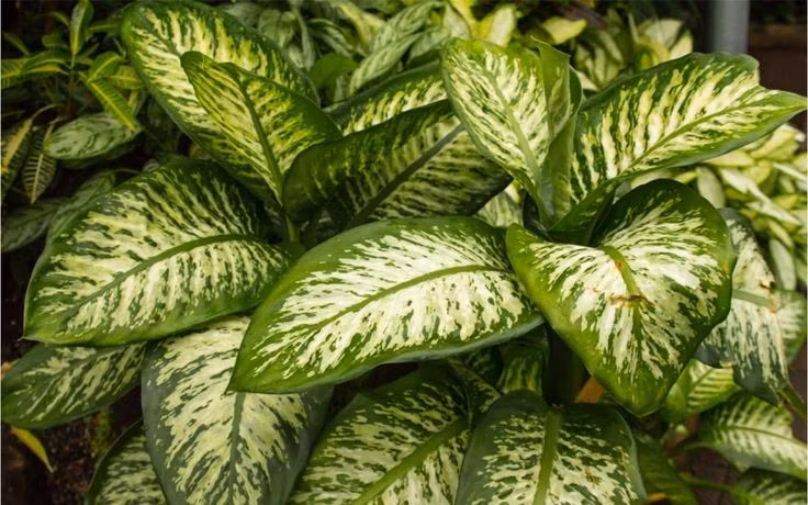  Nhựa cây có độc tính. Nhựa cây môn trường sinh chứa calcium oxalate, có thể gây bỏng rát miệng và họng nếu nhai phải, nên cần tránh xa trẻ em và thú nuôi. Ảnh: Pinterest.