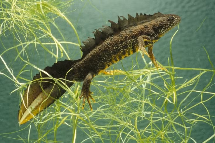  Trứng của chúng được bọc trong lá cây thủy sinh. Con cái khéo léo gấp lá lại để bảo vệ trứng khỏi kẻ thù và ánh sáng mạnh. Ảnh: Pinterest.