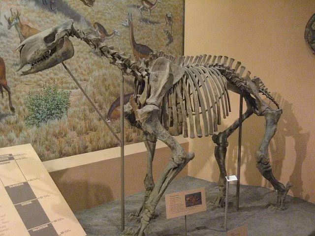  Hóa thạch của chúng được tìm thấy ở Kansas và Nebraska. Các phát hiện này giúp tái dựng môi trường đồng bằng kỷ Miocen của Bắc Mỹ. Ảnh: Pinterest.