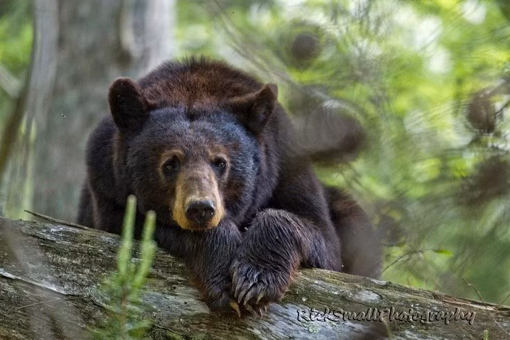  Ngủ đông nhưng không hoàn toàn bất tỉnh. Trong mùa đông, gấu đen bước vào trạng thái ngủ đông với nhịp tim và trao đổi chất giảm mạnh, song vẫn có thể thức dậy nhanh chóng nếu bị quấy rầy. Ảnh: Pinterest.