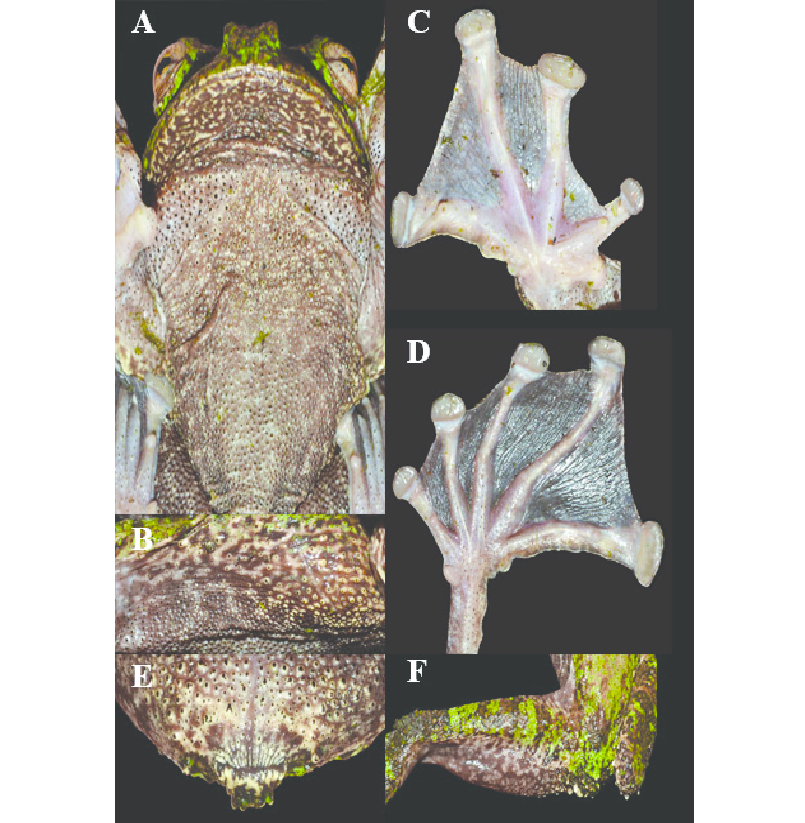  Hoạt động chủ yếu vào ban đêm. Ếch cây chân tua săn mồi khi trời tối, sử dụng thị giác nhạy và sự im lặng để tiếp cận côn trùng. Ảnh:researchgate.net.