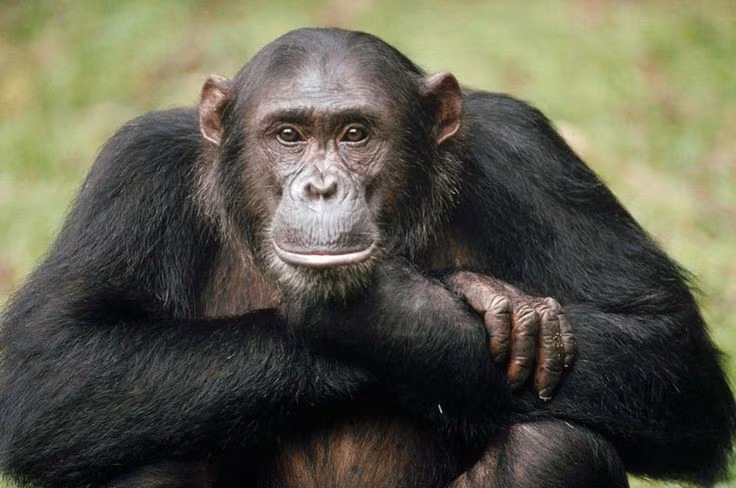  Chúng có khả năng ghi nhớ vượt trội. Nghiên cứu cho thấy tinh tinh có thể nhớ vị trí và thứ tự các con số tốt hơn cả người lớn trong một số bài kiểm tra trí nhớ. Ảnh: Pinterest.