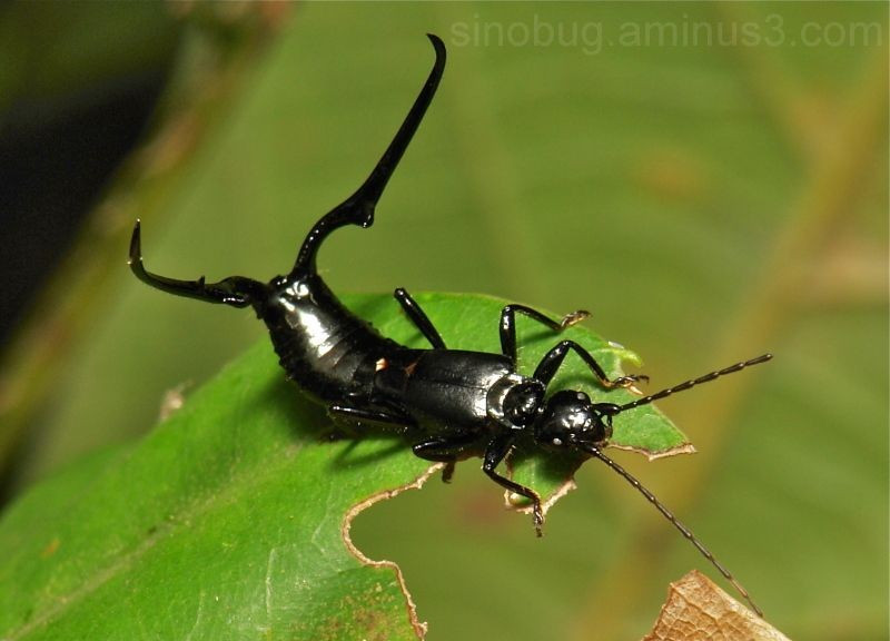  Tên khoa học của bộ Dermaptera mang ý nghĩa đặc biệt. Từ “Dermaptera” bắt nguồn từ tiếng Hy Lạp: “derma” nghĩa là da và “ptera” nghĩa là cánh. Tên này ám chỉ đôi cánh trước cứng giống như lớp da của loài côn trùng này, một đặc điểm giúp phân biệt chúng với nhiều bộ côn trùng khác. Ảnh: Pinterest.