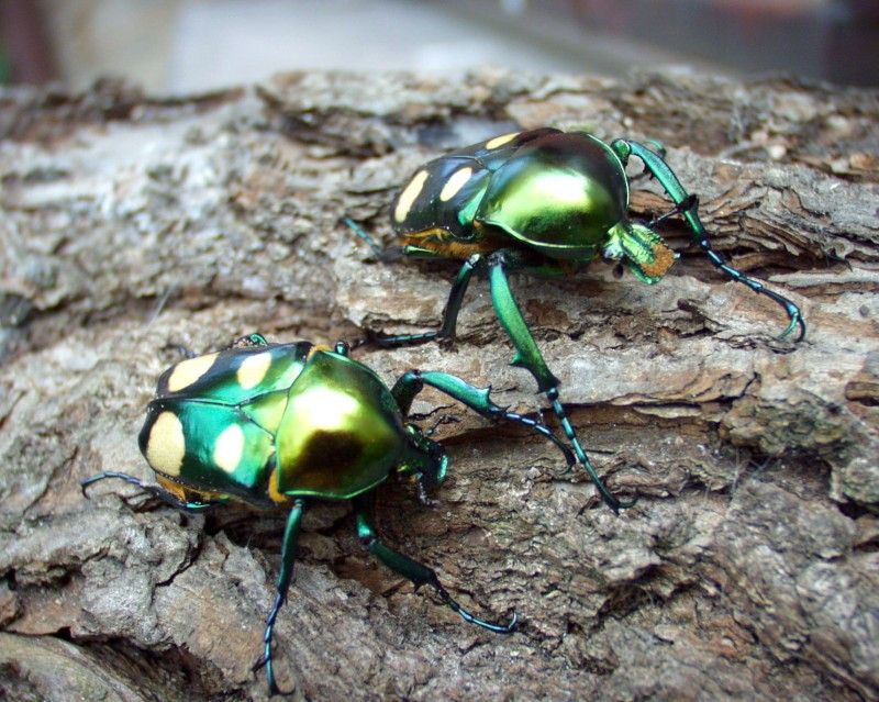  7. Vai trò trong cân bằng sinh thái. Jumnos ruckeri tuy nhỏ bé nhưng góp phần phân giải thực vật, giúp tuần hoàn dinh dưỡng và giữ gìn sức khỏe cho hệ sinh thái rừng. Ảnh: flower-beetles.com.