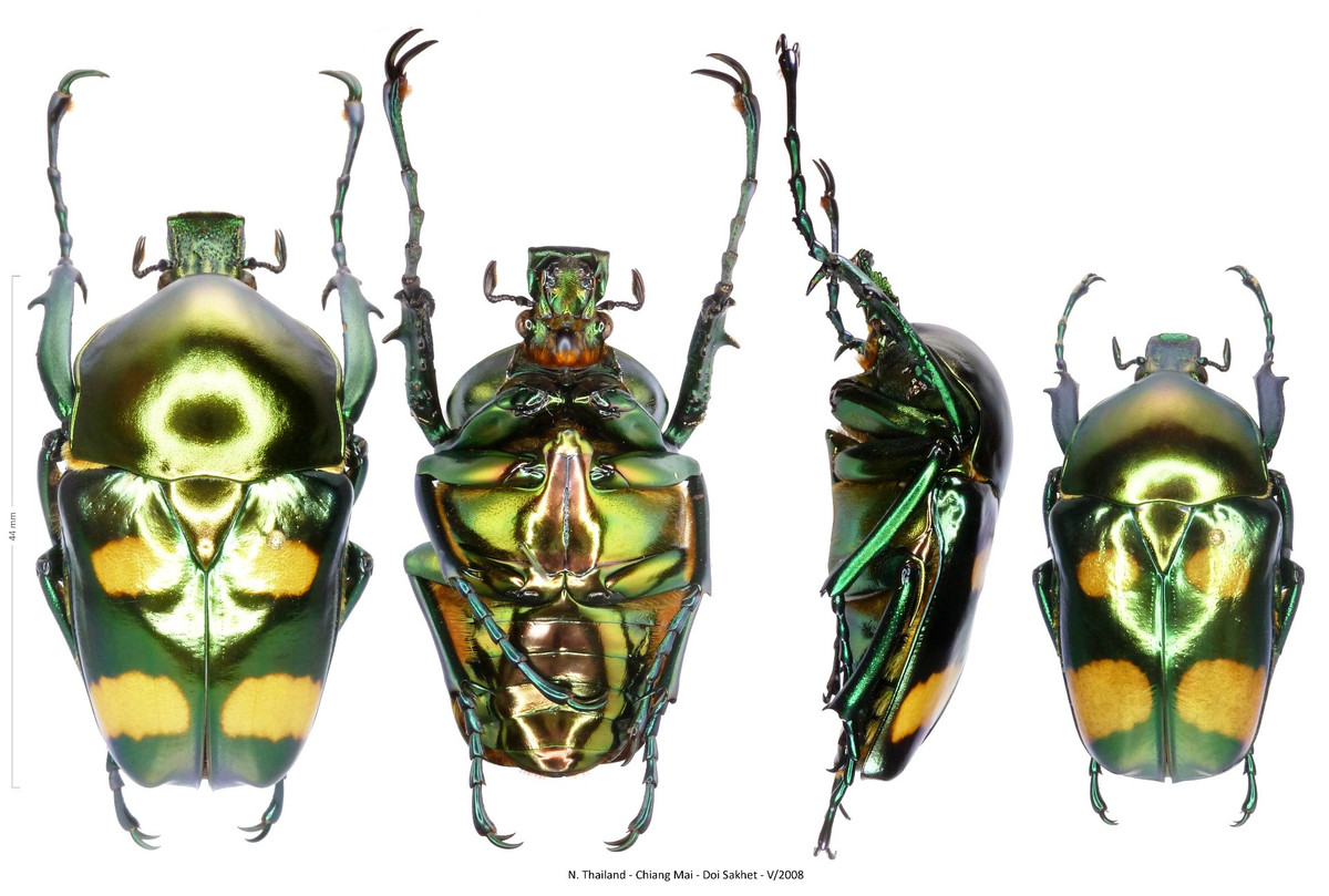  1. Màu xanh ngọc ánh kim tuyệt đẹp. Cánh cam Jumnos ruckeri sở hữu lớp vỏ ngoài màu xanh lục óng ánh, phản chiếu ánh sáng theo nhiều góc độ, khiến chúng trông như đá quý biết di chuyển. Ảnh: World Cetoniidae.