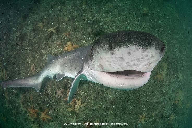  Chế độ ăn rất đa dạng. Cá nhám sáu mang là loài ăn thịt cơ hội. Chúng săn nhiều loại con mồi như cá, mực, động vật giáp xác, thậm chí cả xác động vật chìm xuống đáy biển. Khả năng ăn nhiều loại thức ăn khác nhau giúp chúng thích nghi tốt với môi trường sâu, nơi nguồn thức ăn không phải lúc nào cũng dồi dào. Ảnh: Pinterest.