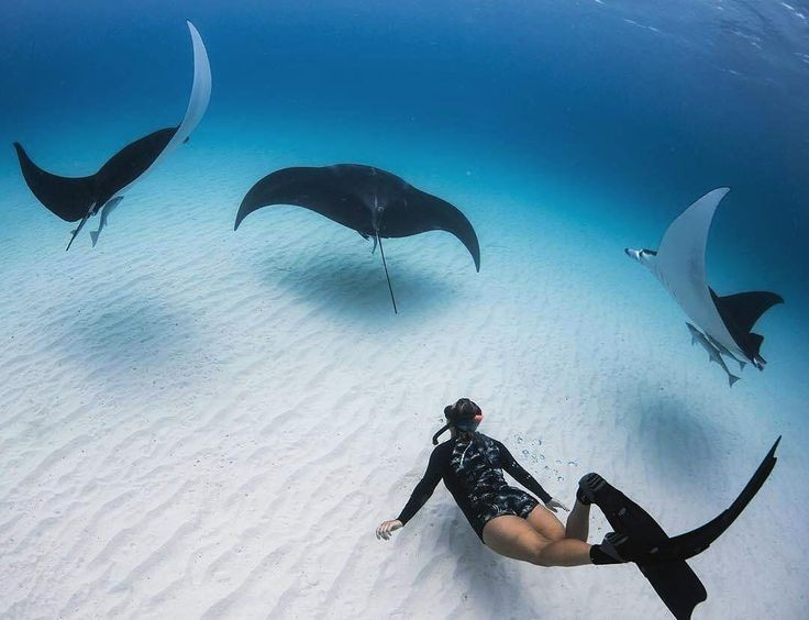  Nổi tiếng với cá đuối ó khổng lồ. Nhiều du khách may mắn bắt gặp loài cá đuối kích thước ấn tượng khi du ngoạn trên vịnh Ningaloo. Ảnh: Pinterest.