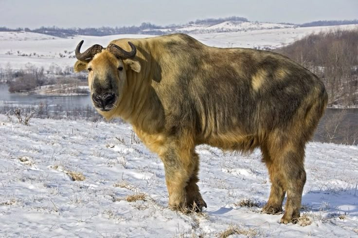 View - Lạ lùng loài vật nửa trâu rừng nửa linh dương thống trị Himalaya | Báo Tri thức và Cuộc sống - TIN TỨC PHỔ BIẾN KIẾN THỨC 24H