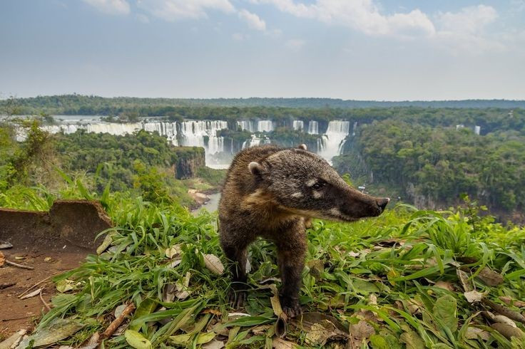  Nơi sinh sống của nhiều loài vật quý hiếm. Khu vườn quốc gia này là nơi sinh sống của lợn vòi, báo đốm châu Mỹ, gấu mèo mõm lợn và nhiều loài chim đặc hữu. Ảnh: Pinterest.