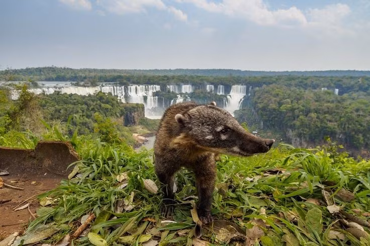  Nơi sinh sống của nhiều loài vật quý hiếm. Khu vườn quốc gia này là nơi sinh sống của lợn vòi, báo đốm châu Mỹ, gấu mèo mõm lợn và nhiều loài chim đặc hữu. Ảnh: Pinterest.