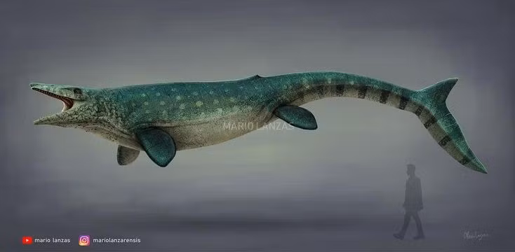 2. Chiều dài có thể vượt 14 mét. Một số hóa thạch cho thấy Tylosaurus đạt kích thước khổng lồ, tương đương chiều dài của một chiếc xe buýt. Ảnh: Pinterest.