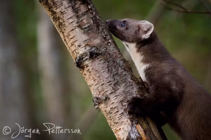  Khả năng sinh sản đặc biệt. Chồn thông cái có hiện tượng trứng chậm làm tổ, tức là phôi thai có thể "ngủ đông" nhiều tháng trước khi phát triển thành bào thai. Ảnh: Pinterest.