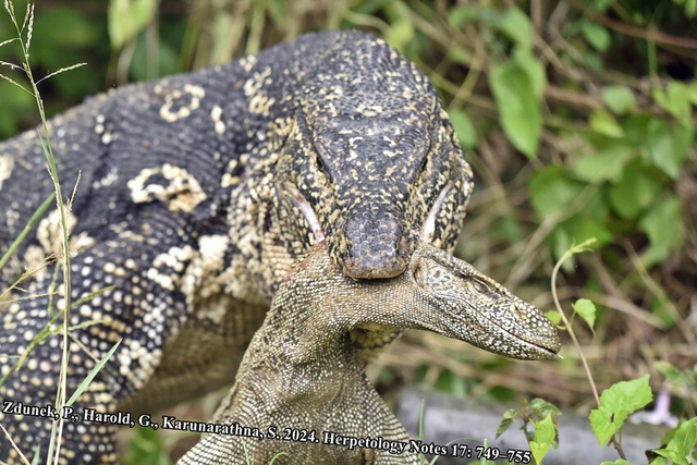 Chúng là động vật ăn tạp từ trứng chim, cua cá, rắn nhỏ đến xác động vật phân hủy. (Ảnh: Nat Geo)