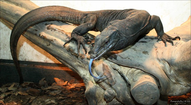 Kỳ đà hoa có đầu thuôn dài, cổ dài, mõm dài và hơi dẹp có hai lỗ mũi hình bầu dục ở vị trí gần mõm hơn là gần mắt. (Ảnh: Nat Geo)