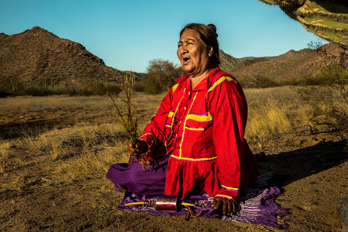  Nỗ lực bảo tồn văn hóa trong thời hiện đại. Ngày nay, người Seri đang tích cực gìn giữ ngôn ngữ, nghệ thuật và tri thức truyền thống, đồng thời tham gia bảo tồn sinh thái biển tại vịnh California. Ảnh: nyt.com.