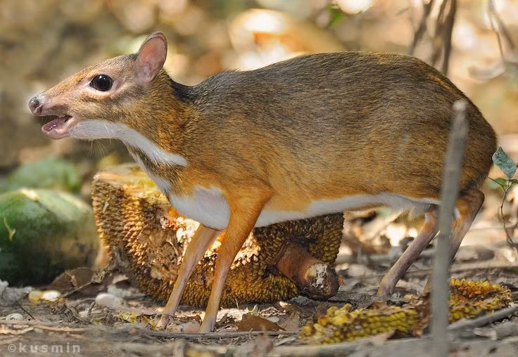  3. Sống đơn độc và cực kỳ kín đáo. Chúng thường hoạt động đơn lẻ trong các bụi rậm rừng rậm, có tính nhút nhát và rất khó quan sát trong tự nhiên. Ảnh: Pinterest.