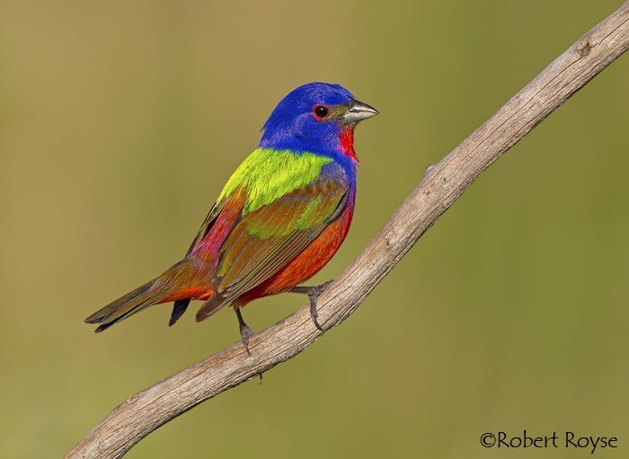  Tiếng hót không nổi bật như vẻ ngoài. Dù có ngoại hình bắt mắt, giọng hót của Passerina ciris khá đơn giản, ngắn và ít biến tấu so với nhiều loài chim khác. Ảnh: Pinterest.