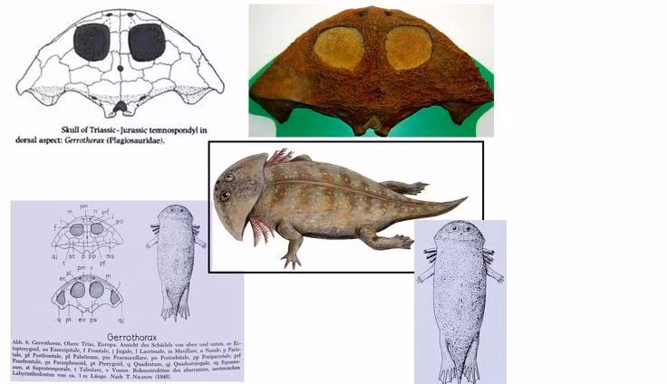  Chúng có mang ngoài như nòng nọc khổng lồ. Giới khoa học cho rằng Gerrothorax không trải qua giai đoạn biến thái mà giữ mang suốt đời để hô hấp dưới nước. Ảnh: Pinterest.