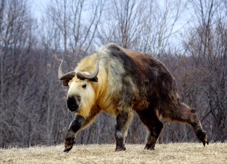  5. Chúng có tuyến mùi đặc biệt. Linh ngưu tiết ra mùi mạnh từ tuyến da đặc biệt, giúp đánh dấu lãnh thổ và có thể khiến những kẻ săn mồi dè chừng. Ảnh: Pinterest.