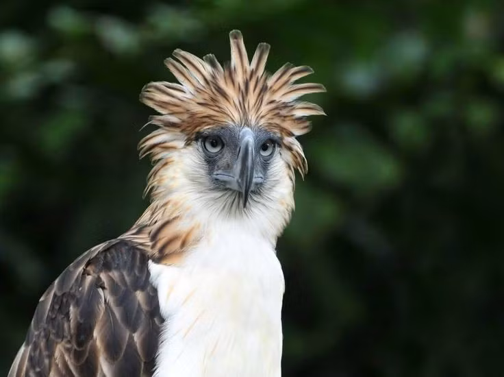  Chu kỳ sinh sản cực chậm. Một cặp đại bàng có thể mất từ 2 đến 3 năm mới nuôi xong một con non trưởng thành, khiến tốc độ phục hồi quần thể của loài này trở nên rất chậm. Ảnh: Pinterest.