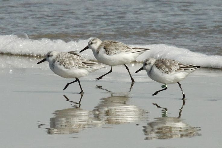  Chân cao thích nghi với vùng đất ngập nước. Đôi chân mảnh nhưng cao cho phép chim rẽ di chuyển dễ dàng trong bãi bùn, đầm lầy và vùng ven biển nông, nơi nhiều loài chim khác khó kiếm ăn. Ảnh: Pinterest.