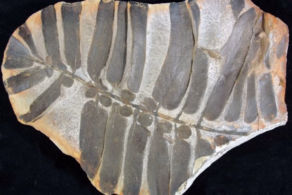 Nhờ kết hợp phân tích dữ liệu hiện đại với kỹ thuật chụp X-quang vi mô, nhóm nghiên cứu đã xây dựng mô hình trầm tích học, đồng thời liên hệ các hệ sinh thái Mazon Creek với lớp than Colchester bên dưới – nơi lần đầu tiên các hóa thạch được phát hiện khi khai thác than. Ảnh: Field Museum.