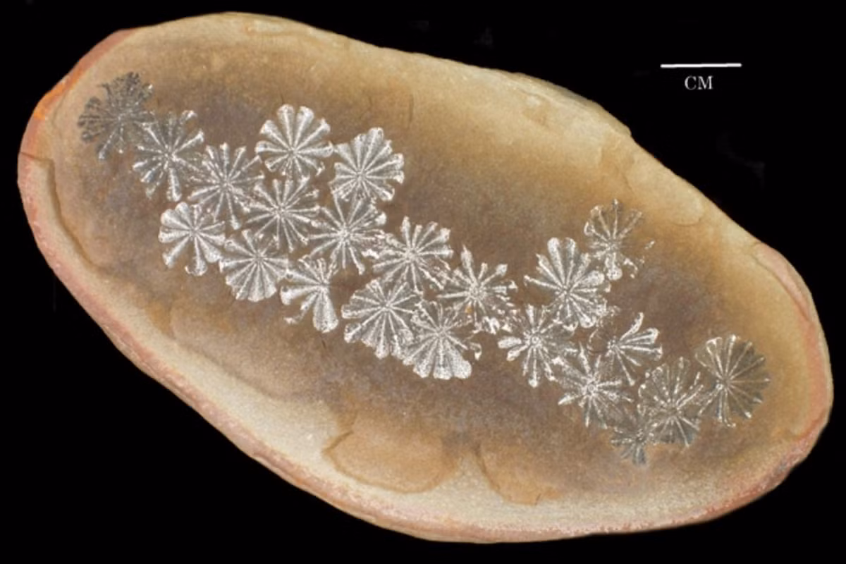 Một nhóm khoa học thuộc Đại học Missouri, phối hợp với nhà địa chất Gordon Baird, đã phân tích lại bộ sưu tập hóa thạch đồ sộ từ khu vực này và nhận diện ba môi trường từng tồn tại: nước ngọt, vùng chuyển tiếp ven biển và ngoài khơi. Ảnh: Field Museum.