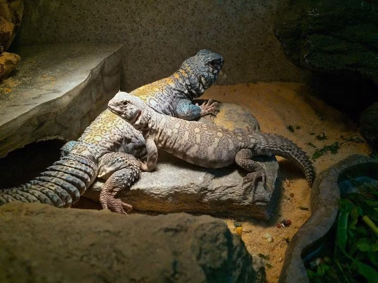  Đang chịu áp lực lớn từ con người. Thằn lằn đuôi chuỳ Ai Cập bị săn bắt làm thực phẩm, thuốc dân gian và thú nuôi, khiến số lượng suy giảm tại nhiều khu vực phân bố. Ảnh: Pinterest.