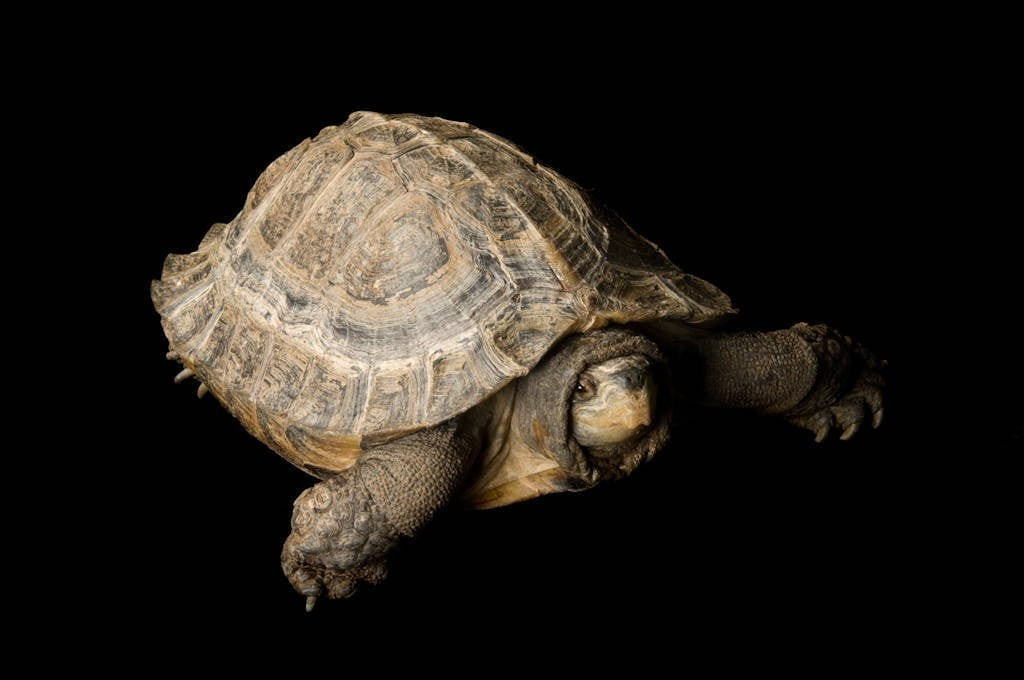  8. Được bảo vệ bởi nhiều tổ chức quốc tế. Loài rùa này được xếp vào nhóm “Sắp nguy cấp” trong Sách Đỏ IUCN và được bảo tồn tại nhiều khu vực trong phạm vi phân bố của chúng. Ảnh: joelsartore.com.