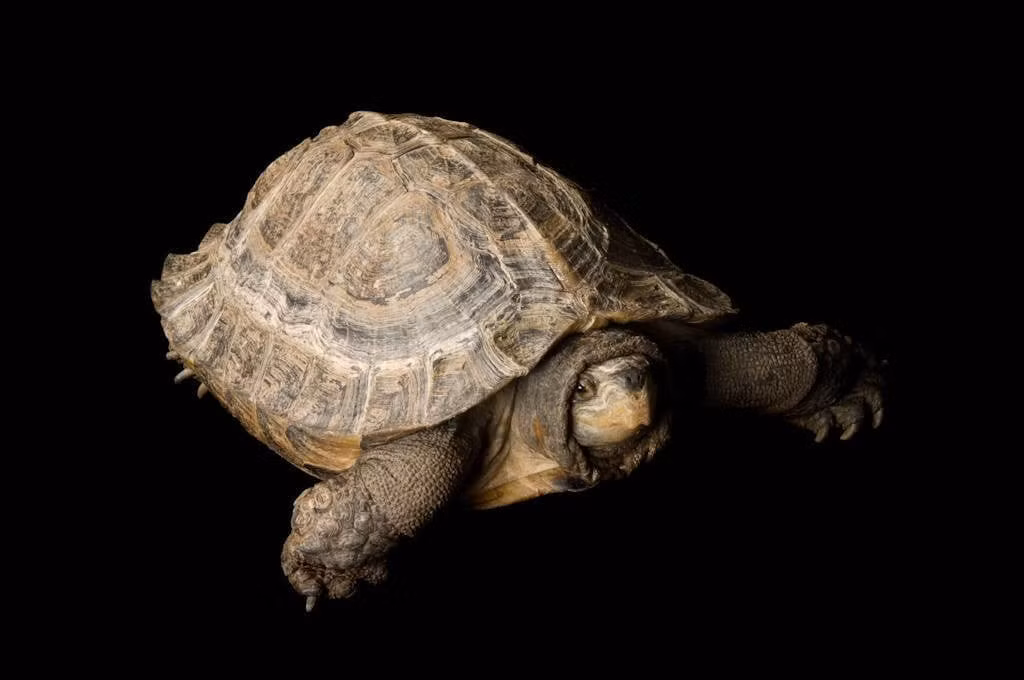  8. Được bảo vệ bởi nhiều tổ chức quốc tế. Loài rùa này được xếp vào nhóm “Sắp nguy cấp” trong Sách Đỏ IUCN và được bảo tồn tại nhiều khu vực trong phạm vi phân bố của chúng. Ảnh: joelsartore.com.