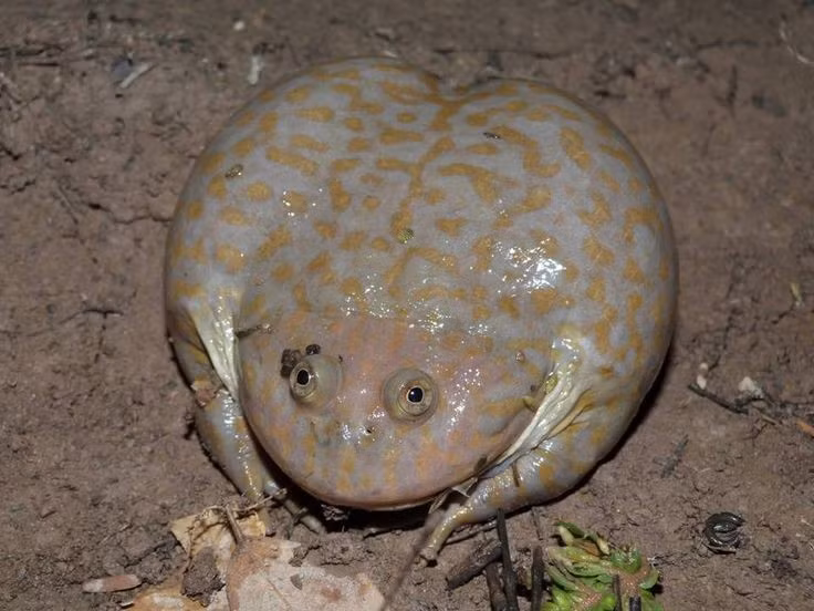  Hình dáng như bước ra từ phim quái vật. Ếch Budgett có thân hình bè, đầu cực lớn chiếm gần hết cơ thể, miệng rộng và đôi mắt lồi tạo cảm giác dữ dằn hiếm thấy ở loài ếch. Da của chúng thường có màu xanh ô-liu pha nâu, giúp ngụy trang hoàn hảo trong môi trường bùn lầy và ao cạn. Ảnh: Pinterest.