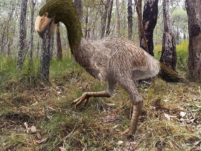  4. Nghiên cứu hiện đại cho thấy nó là loài ăn thực vật. Các phân tích đồng vị hóa học và cấu trúc xương hàm gần đây chỉ ra rằng Gastornis nhiều khả năng là loài ăn cỏ hoặc ăn hạt, trái ngược với giả thuyết ăn thịt trước đó. Ảnh: Pinterest.