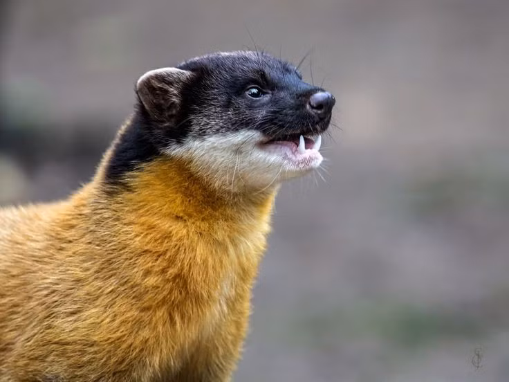  6. Là loài sống đơn độc. Chồn vàng thường sống đơn lẻ, chỉ tìm đến nhau vào mùa giao phối và có lãnh thổ riêng được đánh dấu bằng mùi. Ảnh: Pinterest.