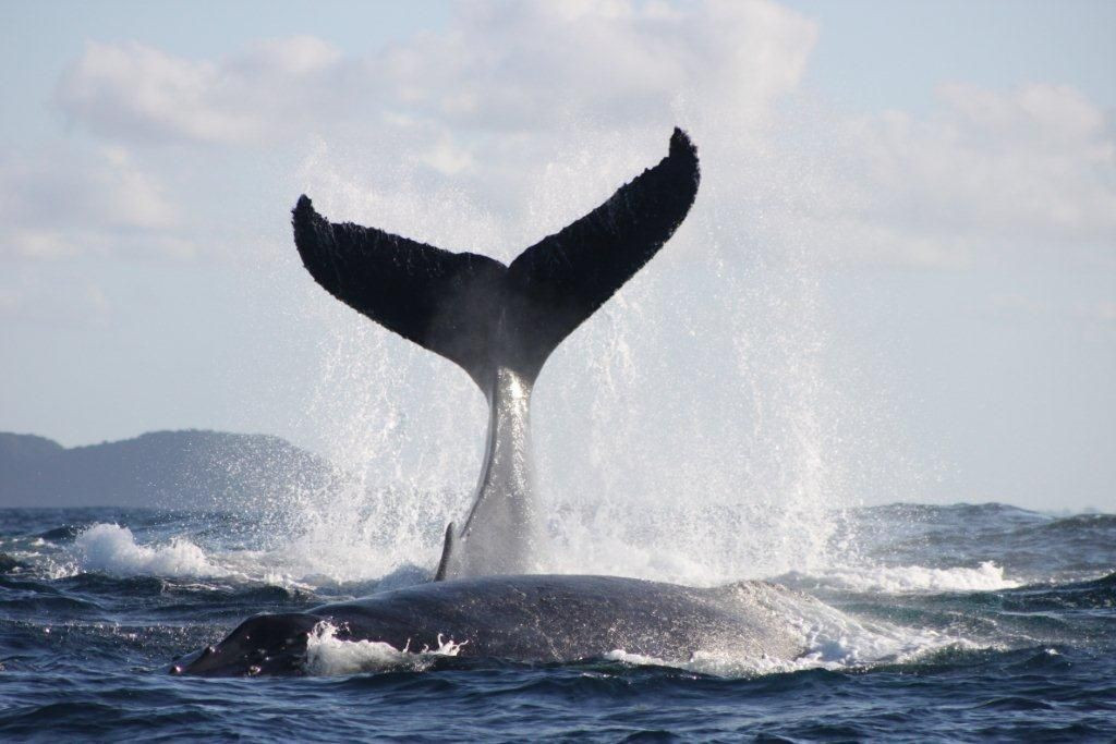 Nơi sống của động vật biển và trên cạn. iSimangaliso là một trong số ít nơi trên thế giới có thể bắt gặp hà mã, cá sấu trong đầm phá, đồng thời chỉ cách vài kilômét là cá voi, cá heo và rùa biển ngoài khơi. Ảnh: Pinterest.