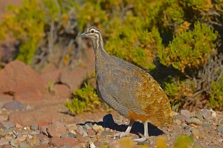  Tiếng kêu vang xa. Nhiều loài gà đà điểu phát ra tiếng hú trầm, vang hàng kilomet để giao tiếp và định vị đồng loại. Ảnh: Pinterest.