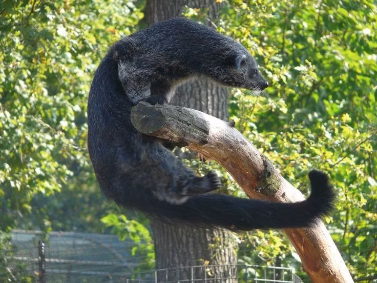  5. Là loài đơn độc và sống trong lãnh thổ có định. Cầy mực thường sống một mình và có vùng lãnh thổ rõ ràng, chỉ tìm đến nhau trong mùa giao phối. Con đực và cái sau đó lại tách ra, con cái nuôi con một mình. Ảnh: Pinterest.