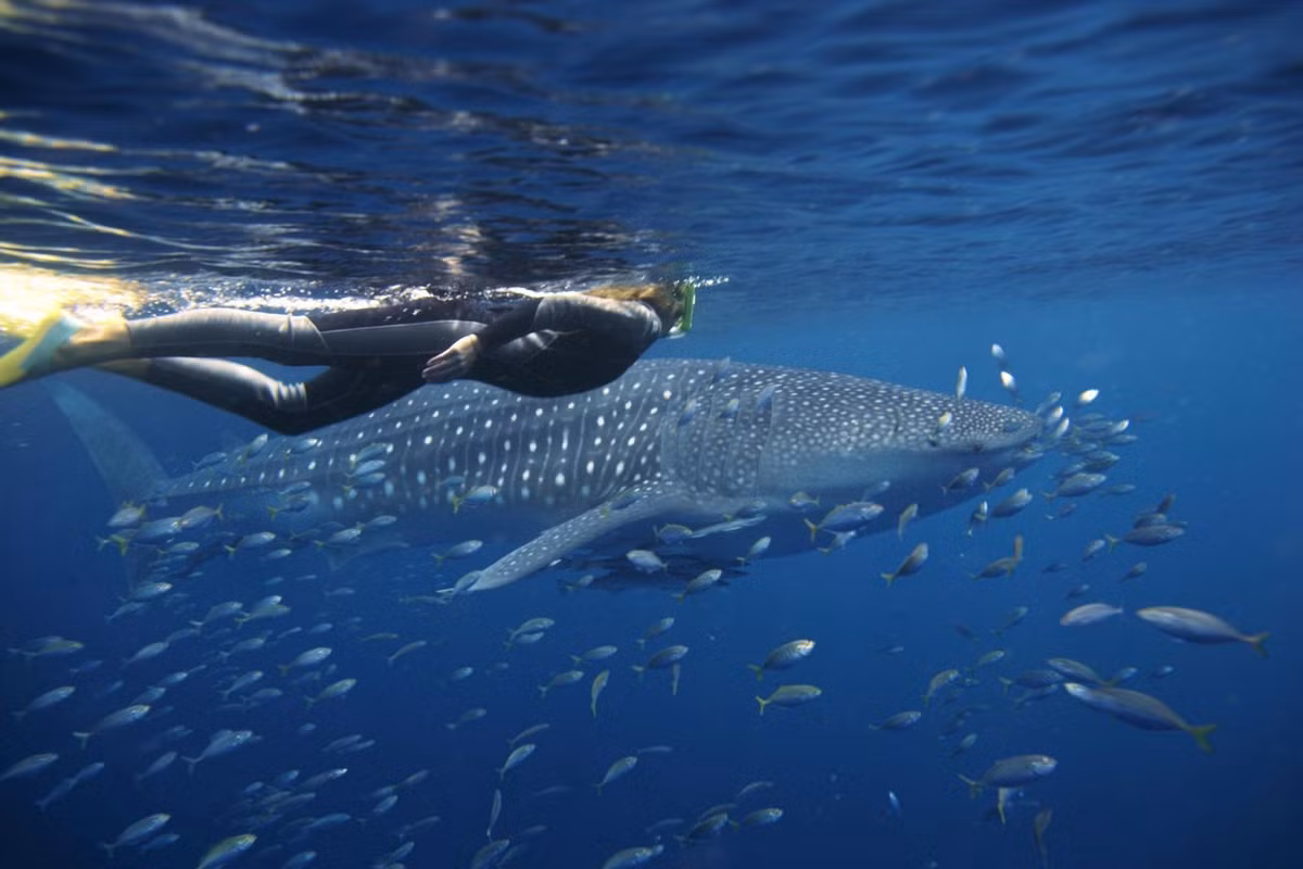  Là nơi để bơi cùng cá mập voi nổi tiếng. Du khách có thể gặp cá mập voi từ tháng 3 đến 7 hằng năm. Ảnh: Pinterest.