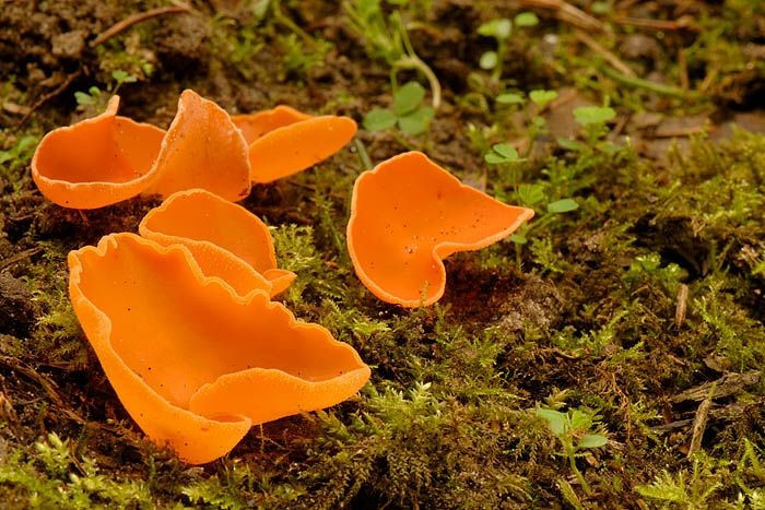  Đóng vai trò quan trọng trong hệ sinh thái đất. Giống nhiều loài nấm khác, Aleuria aurantia giúp phân hủy vật chất hữu cơ như lá rụng và gỗ mục. Quá trình này góp phần tái chế chất dinh dưỡng trong đất, hỗ trợ sự phát triển của cây cối và duy trì cân bằng của hệ sinh thái rừng. Ảnh: Pinterest.