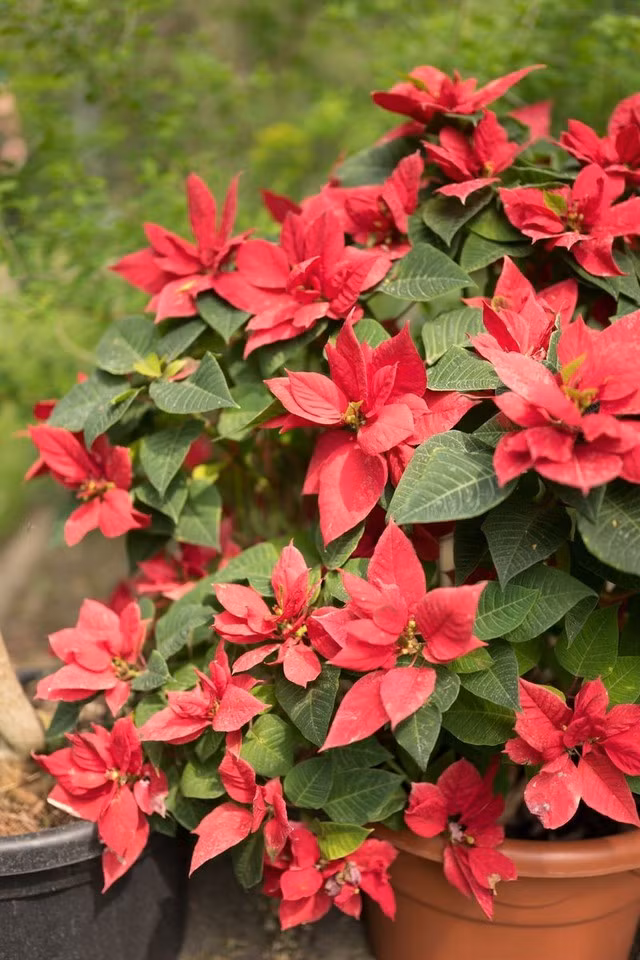  5. Hoa trạng nguyên: Hoa trạng nguyên nổi bật với sắc đỏ quyền lực và hình dáng giống như ngọn lửa đang cháy rực. Loài hoa này được xem là biểu tượng của trí tuệ, sự nghiệp hanh thông và thành công.