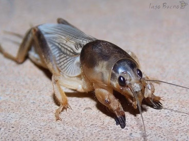 Sống phần lớn cuộc đời trong lòng đất. Không giống nhiều loài dế khác thường sống trên mặt đất hoặc trong bụi cỏ, dế trũi dành phần lớn thời gian của mình trong các hang ngầm. Môi trường đất ẩm và mềm giúp chúng di chuyển thuận lợi và cũng cung cấp nguồn thức ăn phong phú như rễ cây, ấu trùng và các sinh vật nhỏ khác. Ảnh: Pinterest.