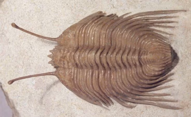  Bọ ba thùy có hàng nghìn loài khác nhau. Chúng tồn tại ở hầu hết các đại dương cổ, thích nghi với nhiều môi trường khác nhau. Ảnh: Pinterest.